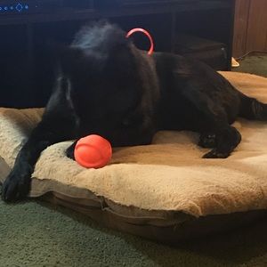 Meet your Posher, Nicholina